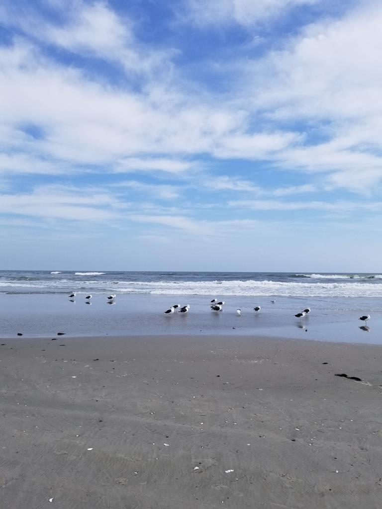 3400 Promenade - 3H, Sea Isle City (Beach Front)