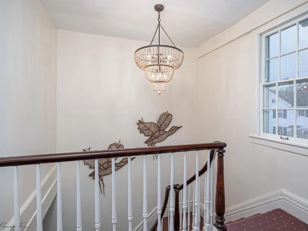 Cape Marigold | Photo 32