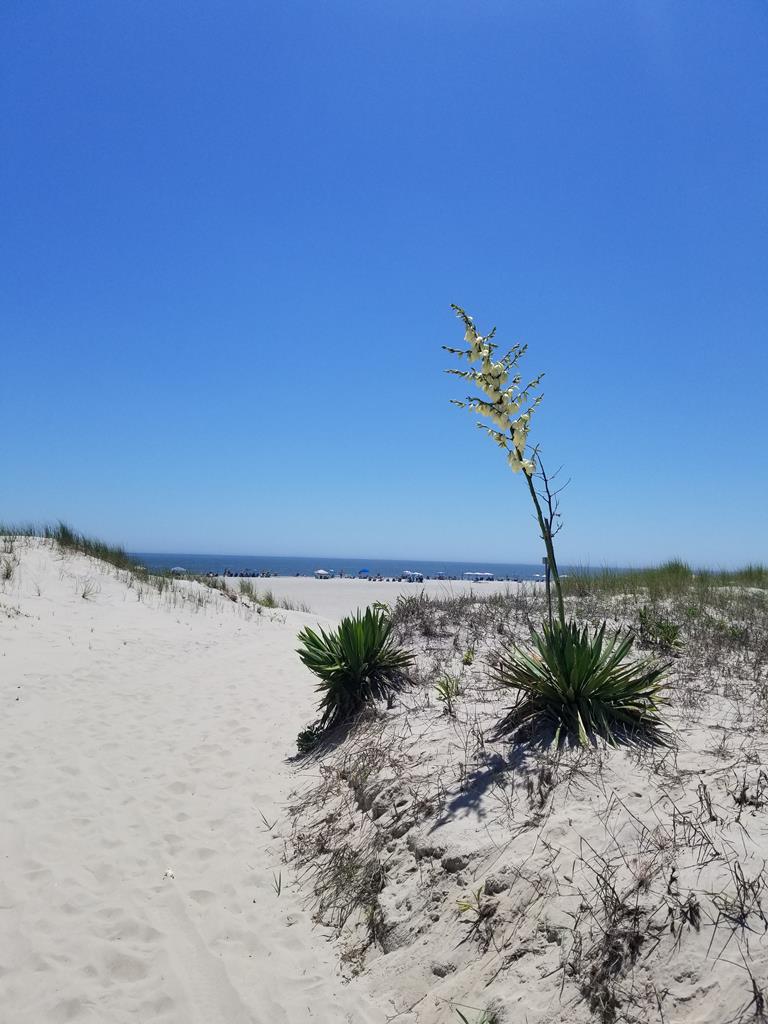 222 77th Street, Sea Isle City (Center)