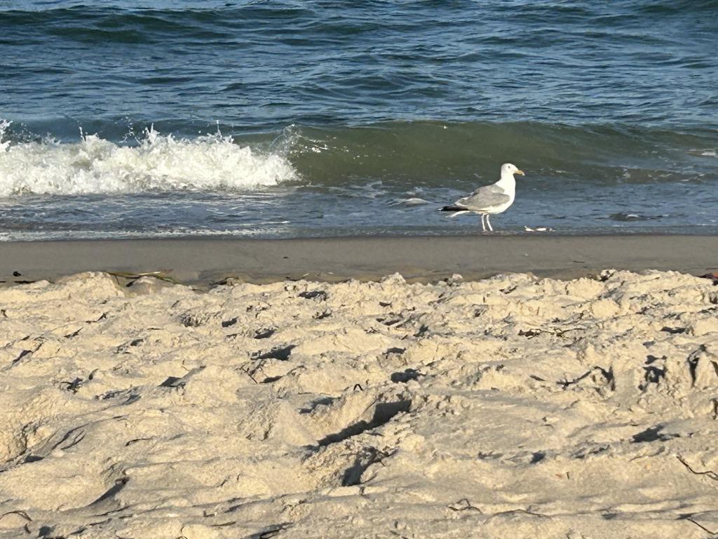 310 S. West Avenue, Beach Haven (Bay Side)