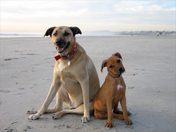 South Jersey Marina DOG FRIENDLY | Photo 21