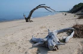 South Jersey Marina DOG FRIENDLY | Photo 22