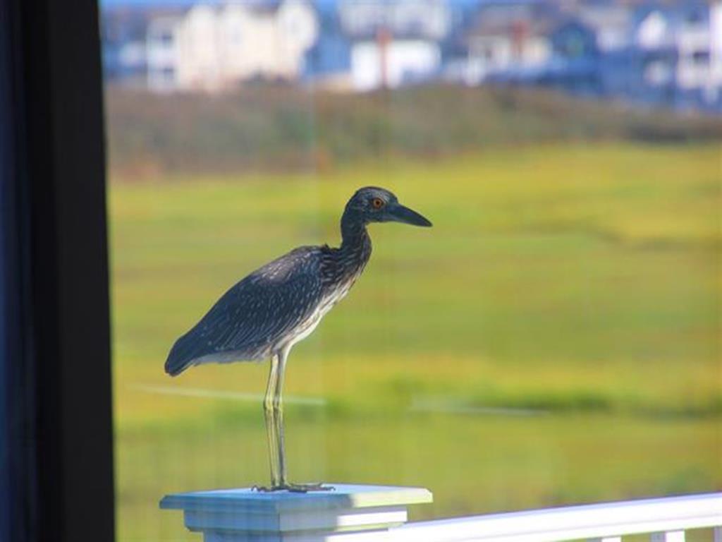 210 52nd Street, Sea Isle  City (Bay View)